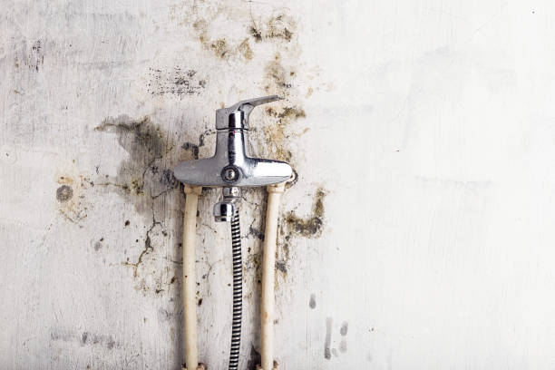 Best Mold Remediation Experts  in Brownwood, TX