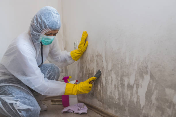 Best Local Mold Removal Service  in Brownwood, TX