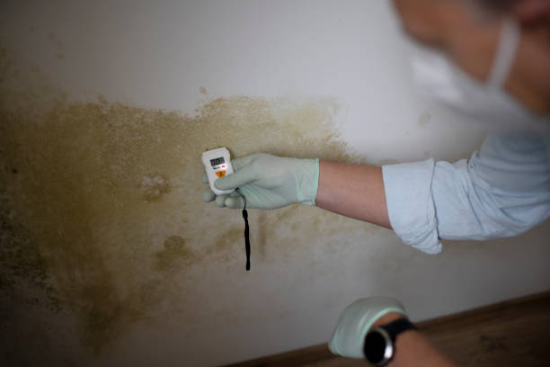 Best Affordable Mold Removal  in Brownwood, TX
