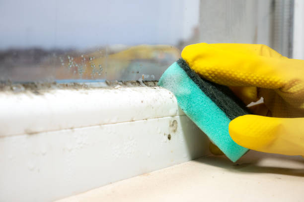 Mold Removal and Inspection in Brownwood, TX