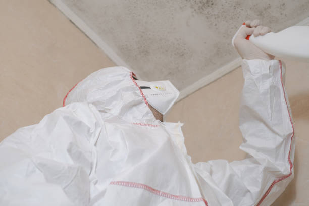 Professional Mold Removal in Brownwood, TX
