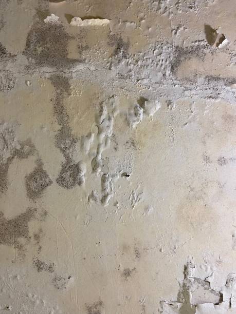 Best Fast Mold Removal  in Brownwood, TX