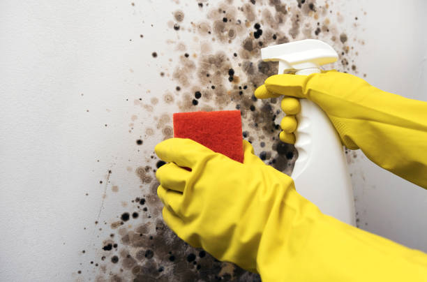 Best Mold Removal and Inspection  in Brownwood, TX