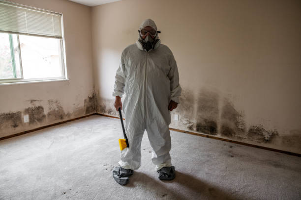 Best Black Mold Removal  in Brownwood, TX