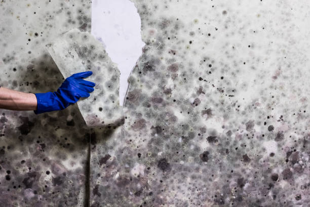 Best Residential Mold Removal  in Brownwood, TX