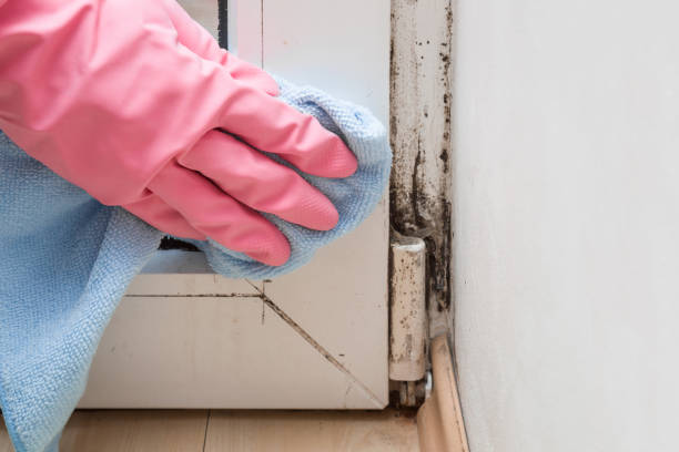 Best Professional Mold Removal  in Brownwood, TX