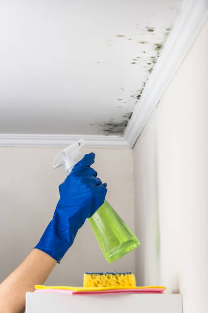 Best Black Mold Removal  in Brownwood, TX